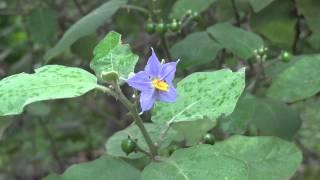 Solanum Anguivi