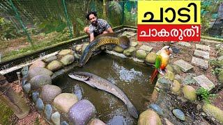 ചത്ത മീനിനെ തിരിച്ചു കൊണ്ടുവന്നു!!  | Snakehead Fish in our backyard pond!!!