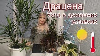 Драцена. Уход в домашних условиях. Сохнут кончики листьев