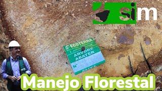 O que é Manejo Florestal?