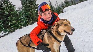 Dog Sledding in Whistler, Canada with @BlackcombSnowmobile