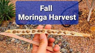 Where to get Organic Moringa seeds? Question revealed