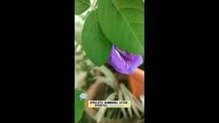 Rain and Aparajita Flower #plants #Aparajita Flower #Flowers #rainfall #balconygardener