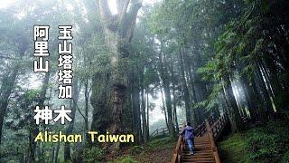 Alishan taiwan tour tips, watch the sunrise and Sacred Tree