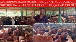 XURSHIDJON AKANI 350/BOSH ANGUS AVLIKOL BUQALARI KELDI O’TA SIFATI KUCHLI BUQALAR KELDI