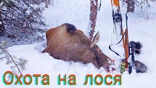 ДОБЫЛ МЯСО НА ВСЮ СЕМЬЮ В ПРОК / ОХОТА НА ЛОСЯ В ОДИНОЧКУ / КОРОТКАЯ ВЕРСИЯ БЕЗ РАЗДЕЛКИ.