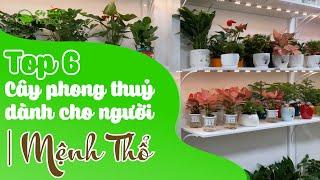 Top 6 cây cảnh phong thuỷ dành cho người mệnh Thổ