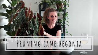 Pruning and repotting cane Begonia