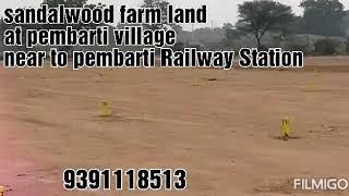 Sandalwood farm land for sale at pembarti village on warangal highway road