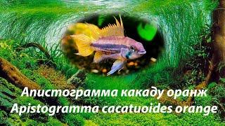 Апистограмма какаду Оранж / Apistogramma cacatuoides orange