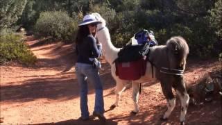 Llama Hike in Sedona , Arizona