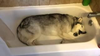 Siberian Husky temper tantrum