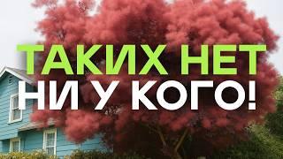 Никто Не Сажает Эти Кустарники (а зря)! Просто Посмотрите Как Они Цветут