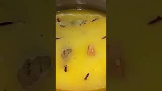 #বাসন্তীপোলাও for full vedio https://youtu.be/1Z4hSujFTg8 please, subscribe my channel
