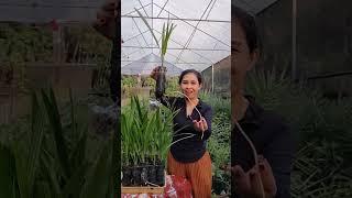 Chà là đột biến rễ #chalanuoicaymo @0915061058 @0358392227