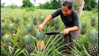 Finding pineapple for eat - Eating delicious