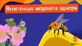  Дива природи. Явища навколо нас. Велетенські бджоли 