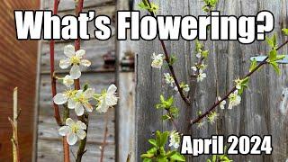 Early Spring Garden Tour - A Look At What's Flowering And Other Things Of Interest - April 2024