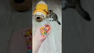 Funny Cat Barsik Beads  Cubes 🟩 Reverse Video #marblerunandmore #cat #reversevideo #funny