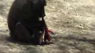 Baboon eating baby