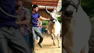 HEAVY CHAND BAIL | cow mandi