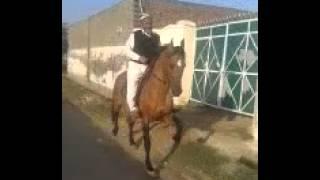 Show Riding In Pakistan