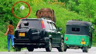 Things stupid people do in front of fierce elephants #elephant #elephantattack2024