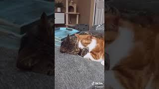 This is so cute!!! ️ {Cats hugging}