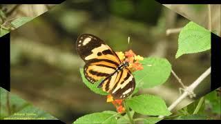 Eueides isabella dianasa São Paulo-SP 2-2022 Antonio Silveira.