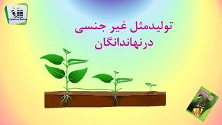 تولید مثل غیرجنسی گیاهان