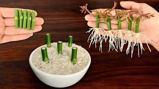 Magical secret to help rose branches grow roots quickly / Simple method.