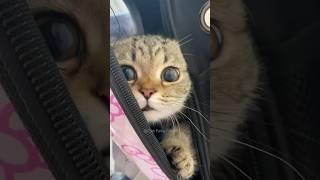 #63 Funny Cat videos  #meowing #memes #cute