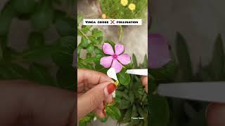 How to vinca cross pollination ......#trending #flowers #youtubeshorts