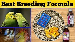 Budgies breeding formula | best breeding formula for all birds | australianparrots breeding formula