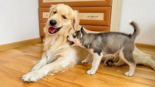 Fearless Husky Puppy Attacks Gentle Golden Retriever!!