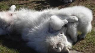 samoyed ''KENVENTAKI''