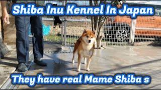 Shibainu Kennel in Japan 【They have real mame shiba】