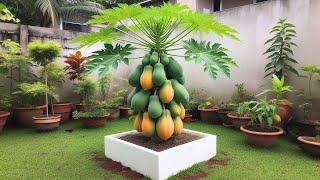 How to grow down super dwarf papaya trees in pots | Great method grow super dwarf papaya trees