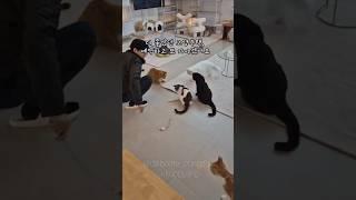 고영주택 #고영주택 #고양이 #고양이카페