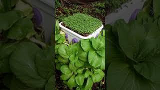 EASY Way to grow Microgreens Different From Everyone Else!