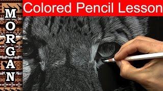 How to draw fur - Colored Pencil Drawing Lesson : Jason Morgan wildlife art