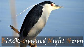 Black-crowned Night Heron (Nycticorax nycticorax) Bird Call Video, Sunset Dam, Stories Of The Kruger