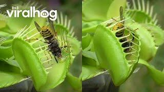 Venus Flytrap Eats Wasps || ViralHog