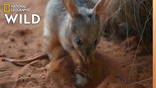 Meet The Bilby of Taronga Zoo | Secrets of the Zoo: Down Under