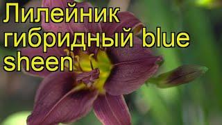 Лилейник гибридный Блю Шин. Краткий обзор, описание характеристик hemerocallis hybrida Blue Sheen