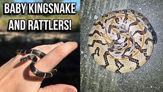 South Georgia Herping in Fall! Baby Kingsnake, Canebrake Rattlesnakes, and More!