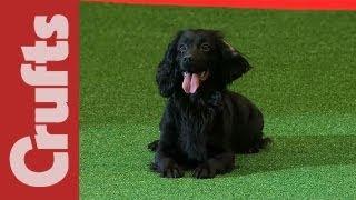 Gundog Display - Philippa Williams - Levenghyl Gundogs - Crufts 2012