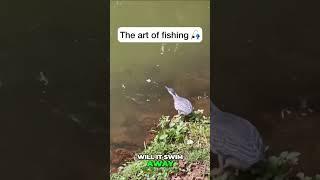 Professor Peckington: The Fish-Whispering Pigeon