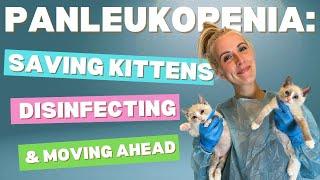 Saving Panleukopenia Kittens (Recovery, Disinfection & Fostering After!)