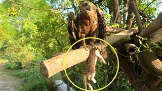 KITTEN ALMOST EATEN BY HAWK